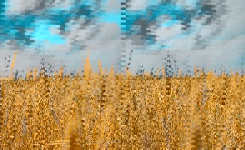 A detailed view of a vibrant wheat field, showcasing the texture and colour of the crops.